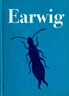 Earwig